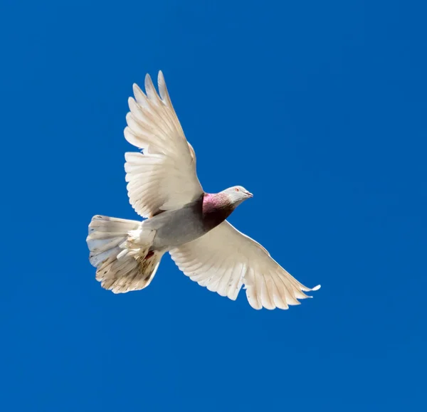 Een Duif Vlucht Tegen Een Blauwe Lucht — Stockfoto