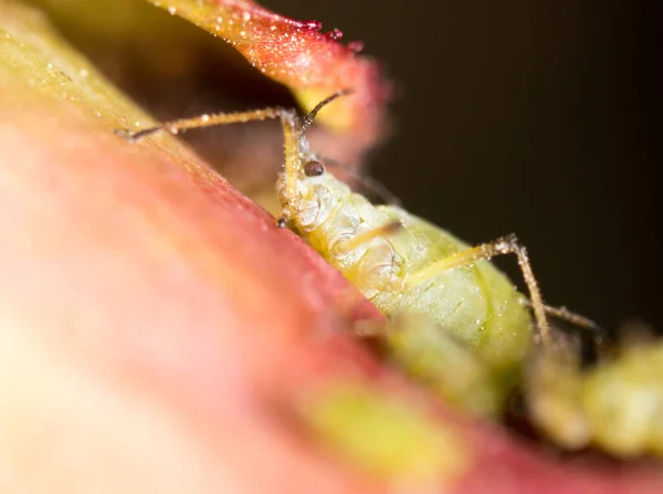 Gli Afidi Verdi Una Foglia Rossa Nella Natura Macro — Foto Stock