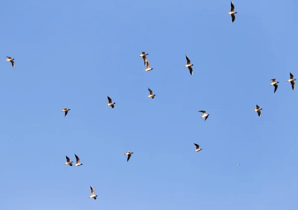 Troupeau Mouettes Contre Ciel Bleu — Photo