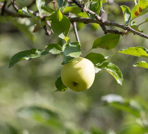 Manzanas Maduras Árbol Naturaleza — Foto de Stock