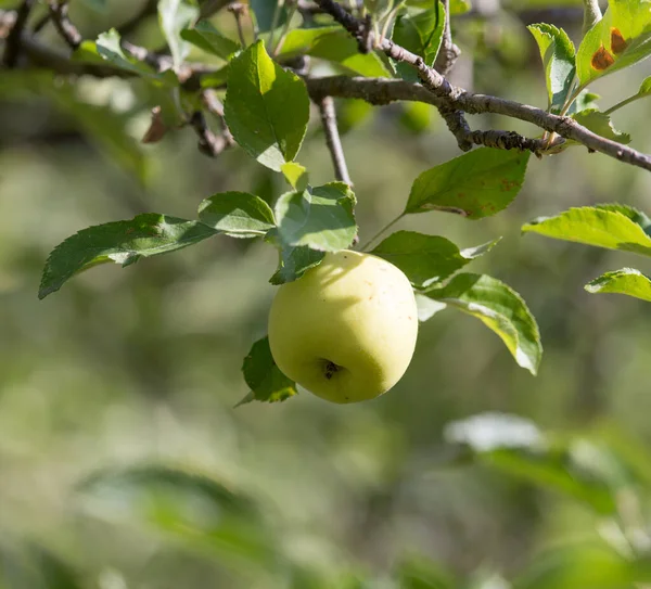 Mele Mature Sull Albero Natura — Foto Stock