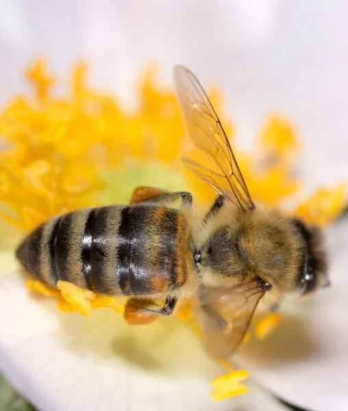 Pszczoła Kwiatku Makro Parku Przyrodzie — Zdjęcie stockowe