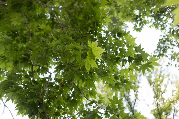 Doğada Yeşil Akçaağaç Yapraklarının Yakın Plan Çekimi — Stok fotoğraf