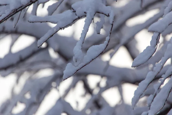 Snö Grenarna Ett Träd — Stockfoto