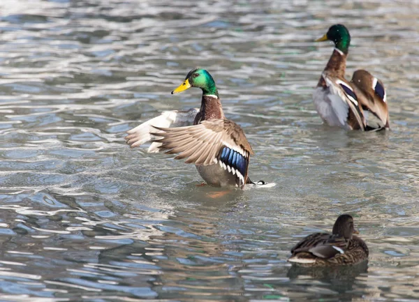 Ente See Der Natur Park Der Natur — Stockfoto