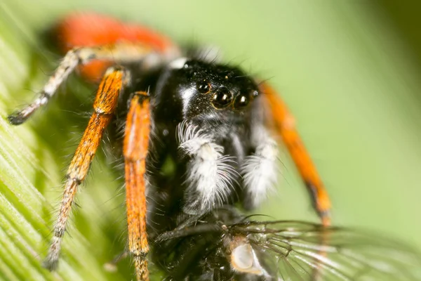 Spinne Mit Einer Fliege Der Natur Makro — Stockfoto