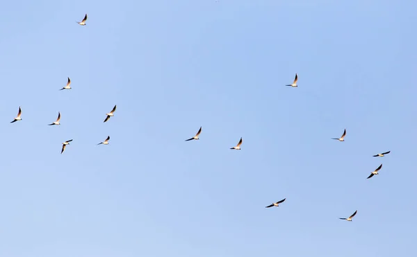 Flock Måsar Mot Blå Himmel — Stockfoto