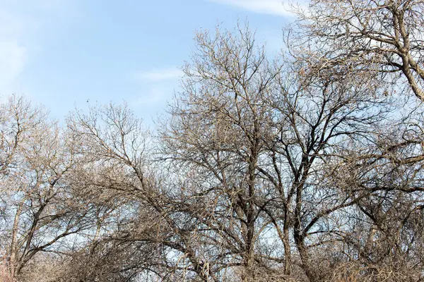 Ramos Árvores Sem Folhas Contra Céu Azul — Fotografia de Stock