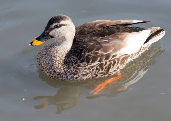 鸭在自然界的湖中 在大自然的公园里 — 图库照片