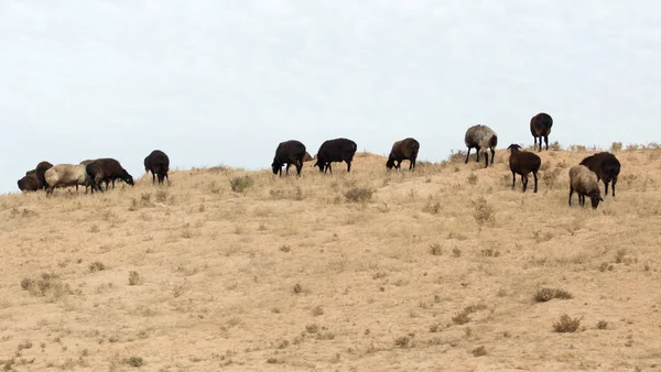 Pecore Nel Deserto Sulla Natura — Foto Stock