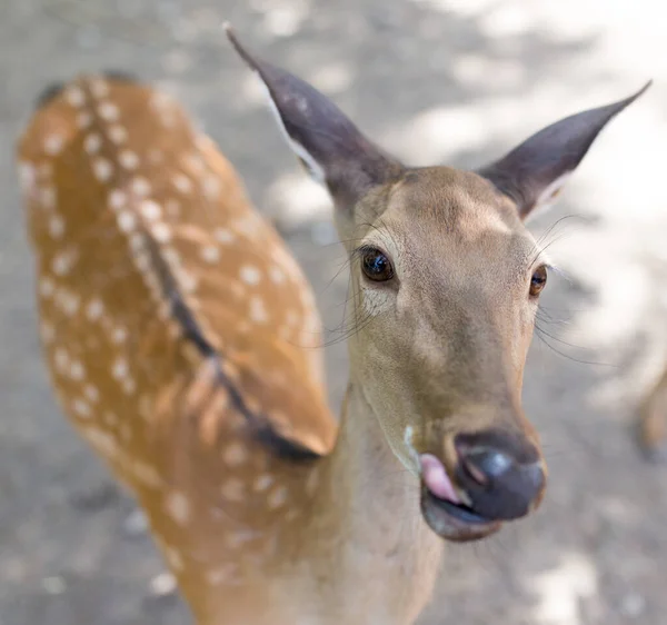 Zblízka Záběr Krásné Jelena Zoo — Stock fotografie