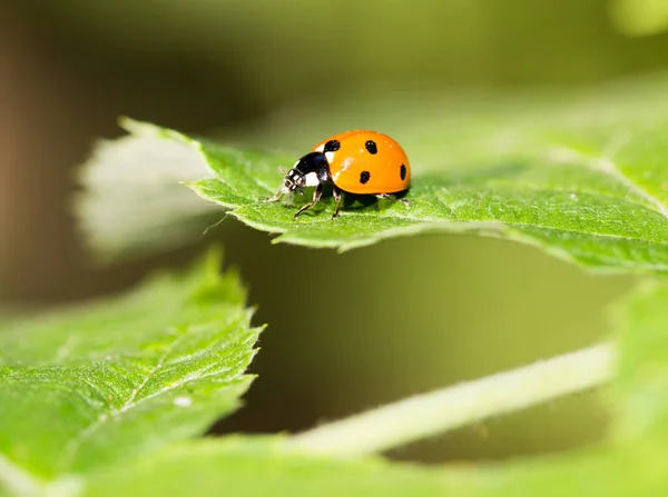 Coccinelle Sur Une Plante Dans Nature Macro — Photo