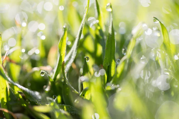 Primer Plano Gotas Rocío Sobre Hierba Verde — Foto de Stock