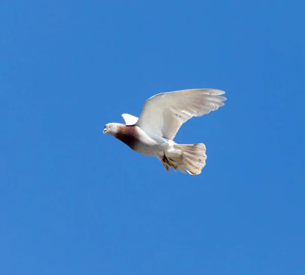 One Pigeon Flight Blue Sky — Stock Photo, Image