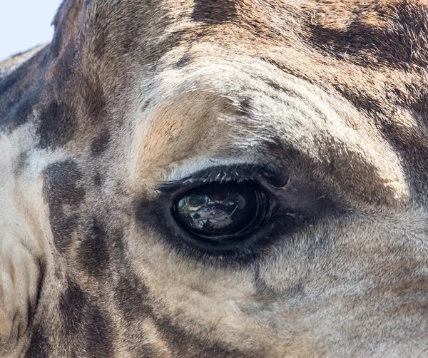 Глаза Жирафа Парке Природе — стоковое фото