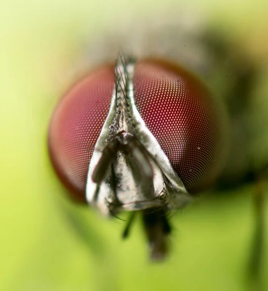 Porträt Fliegt Der Natur Makro Park Der Natur — Stockfoto