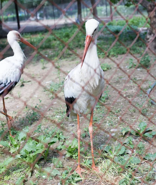 Zwei Schöne Weißstörche Zoo — Stockfoto