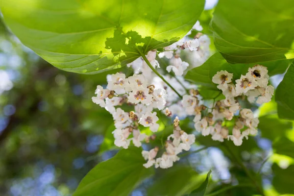 White Flowers Tree Nature — Stock Photo, Image