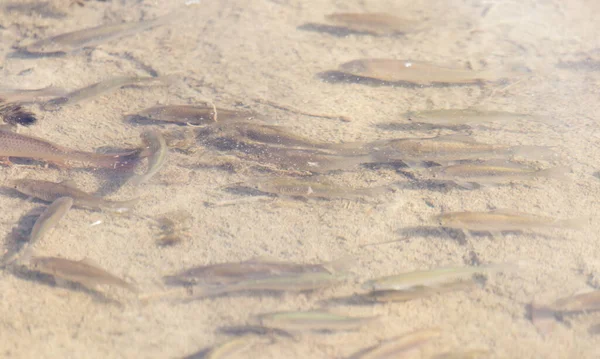 Peces Través Superficie Del Agua Naturaleza — Foto de Stock