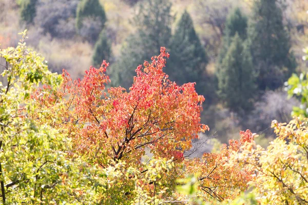 Close Shot Red Leaves Tree Autumn Mountains — Stock Photo, Image