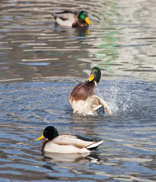 Ente See Der Natur Park Der Natur — Stockfoto