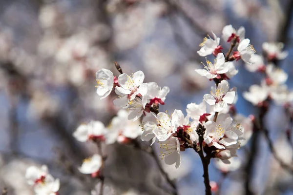 Doğada Ağaçtaki Çiçekler Doğadaki Parkta — Stok fotoğraf