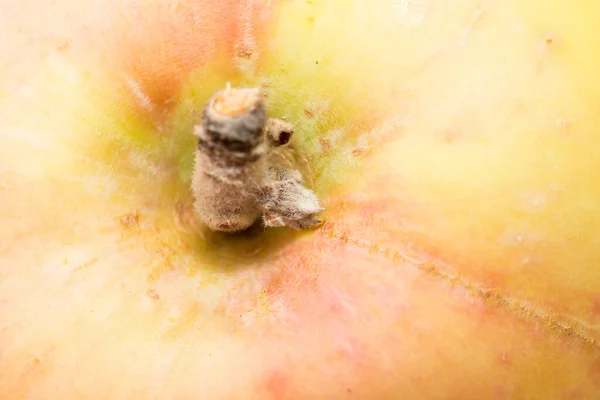 Świeże Jabłko Jako Tło Makro Zdjęcia Studio — Zdjęcie stockowe