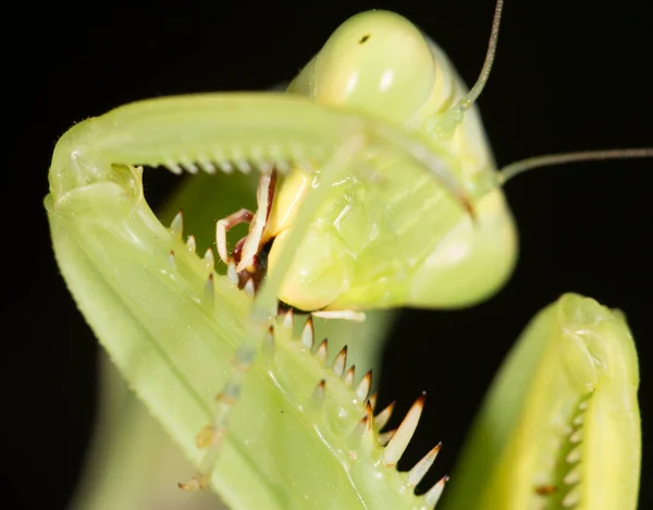 Kudlanka Makro Parku Přírodě — Stock fotografie