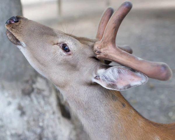 Zblízka Záběr Krásné Jelena Zoo — Stock fotografie