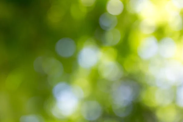 Natura Bokeh Verde Come Sfondo Nel Parco Nella Natura — Foto Stock