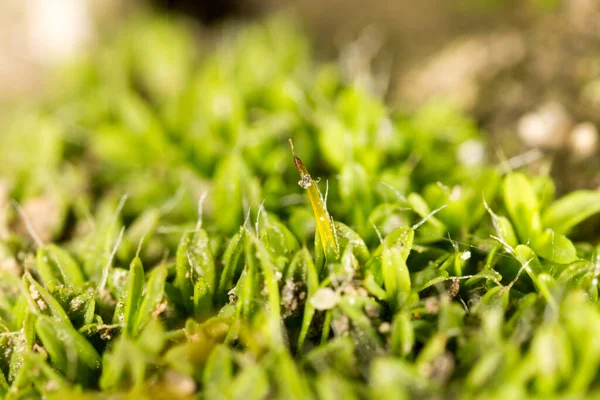 Mos Groen Van Aard Macro Het Park Natuur — Stockfoto