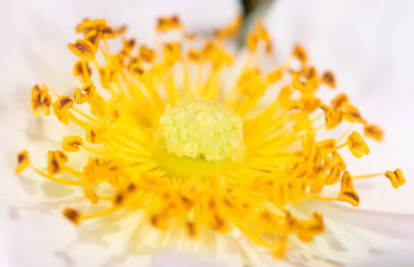 Polline Giallo Fiore Macro Nel Parco Nella Natura — Foto Stock