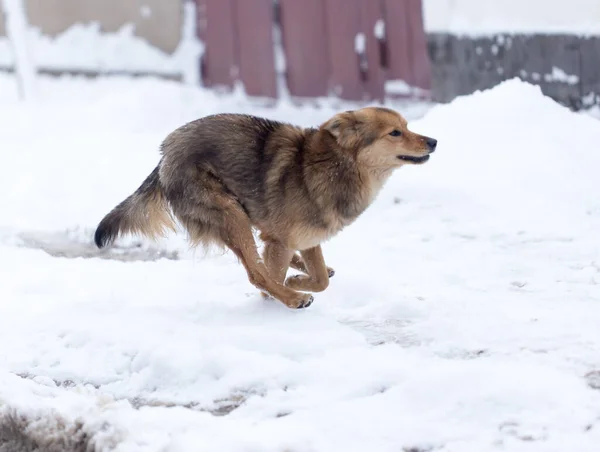 Cane Che Corre All Aperto Inverno Nel Parco Nella Natura — Foto Stock