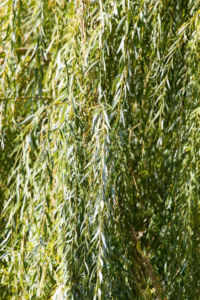 Willow Branches Nature Park Nature — Stock Photo, Image