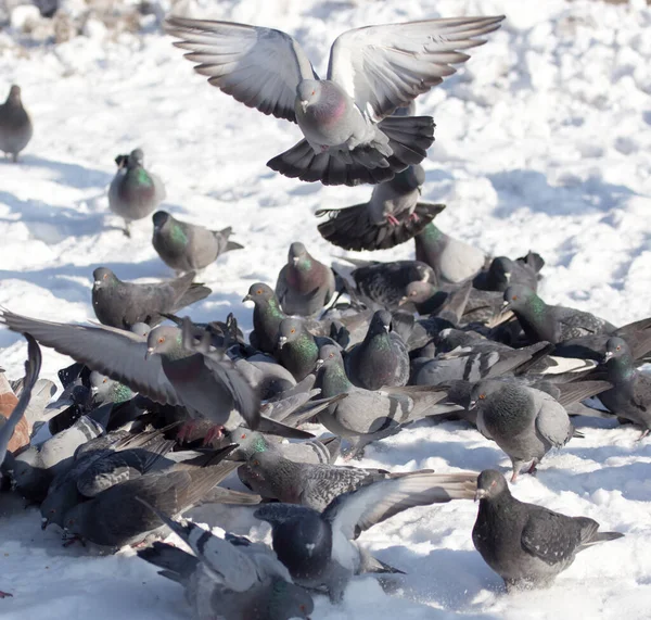 屋外の雪の上に鳩の群れ 自然公園で — ストック写真