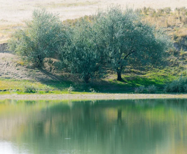 Albero Con Riflesso Nel Lago Nel Parco Nella Natura — Foto Stock