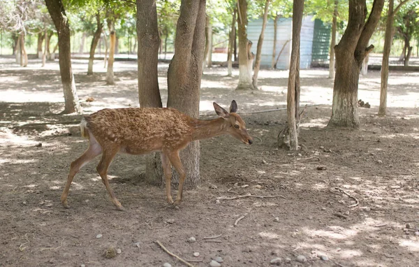 Zbliżenie Strzał Piękny Jeleń Zoo — Zdjęcie stockowe