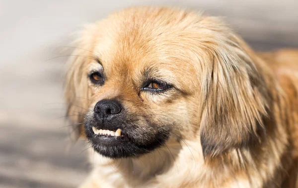 Bellissimo Ritratto Cane Natura Nel Parco Nella Natura — Foto Stock