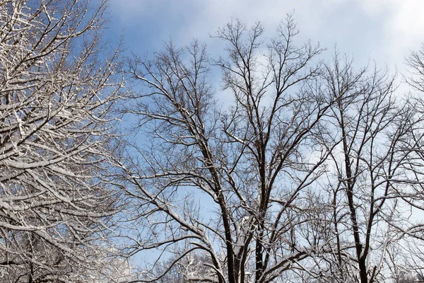 Snö Trädet Mot Den Blå Himlen — Stockfoto