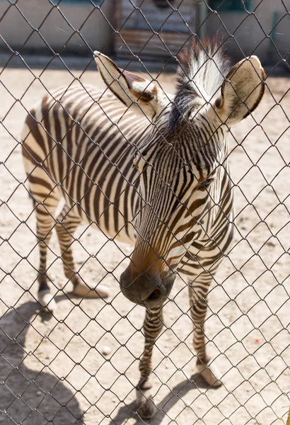 Hayvanat Bahçesinde Çitin Arkasındaki Sevimli Zebranın Yakın Plan Fotoğrafı — Stok fotoğraf