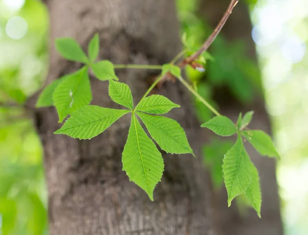 Primer Plano Las Hojas Verdes Árbol Naturaleza — Foto de Stock