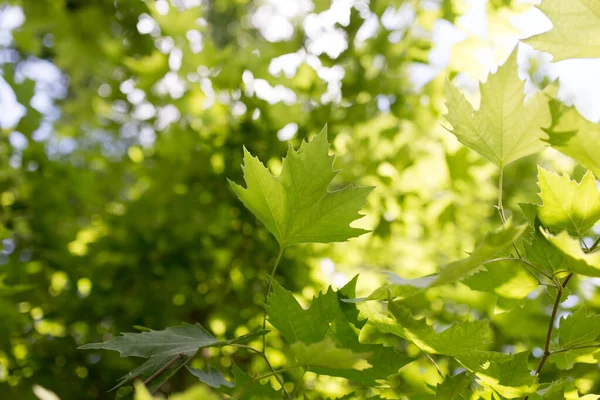 緑のカエデの葉のクローズアップは — ストック写真