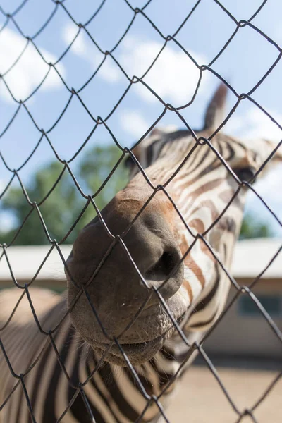 Nahaufnahme Eines Niedlichen Zebras Zoo Hinter Einem Zaun — Stockfoto