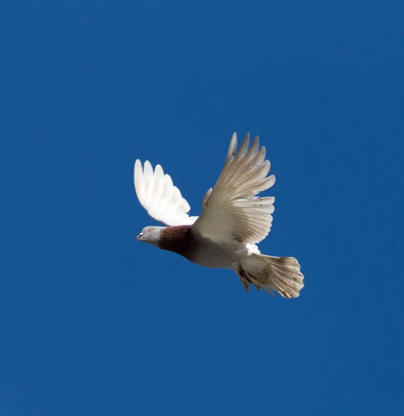 Mavi Gökyüzüne Karşı Uçan Bir Güvercin — Stok fotoğraf