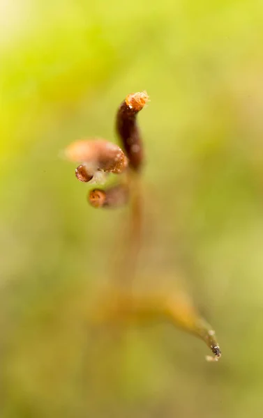 苔藓在自然界中呈绿色 在大自然的公园里 — 图库照片