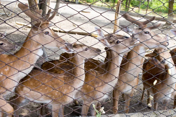 動物園のフェンスの後ろに美しい鹿のクローズアップショット — ストック写真