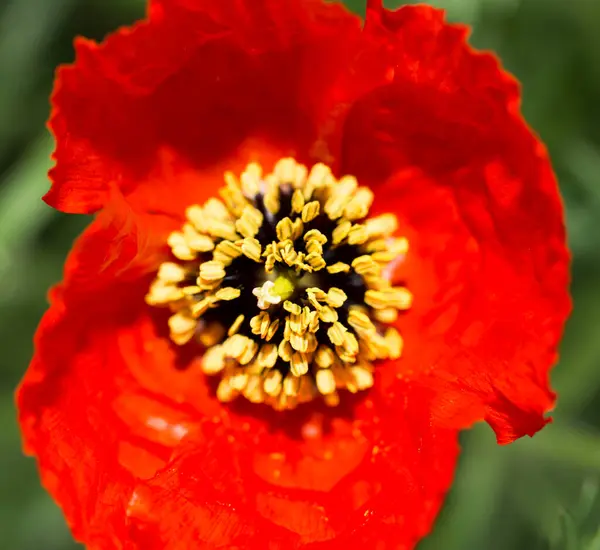 Rote Mohnblume Auf Dem Feld Park Der Natur — Stockfoto