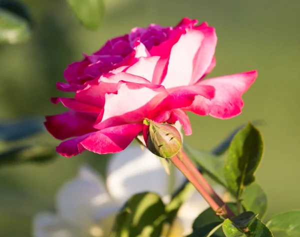 Rosa Parque Sobre Naturaleza — Foto de Stock