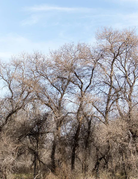 Ramas Árboles Sin Hojas Contra Cielo Azul — Foto de Stock