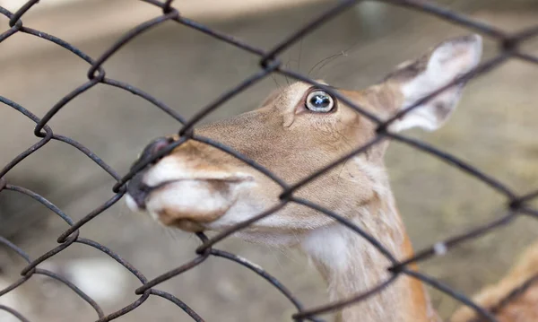 動物園のフェンスの後ろに美しい鹿のクローズアップショット — ストック写真